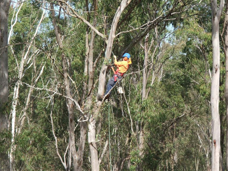 Tree Pruning & Arboriculture services in QLD, Australia