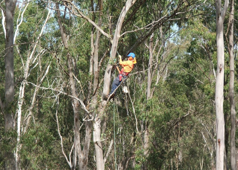 Tree Pruning & Arboriculture services in QLD, Australia